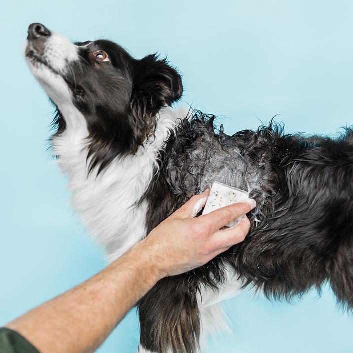 Ethique_-_Dog_Range_-_Shampooch_-_Shampoo_for_sensitive_Dogs_-_Indy_3_707x707_crop_center_50165839-557f-480d-bf60-508508ee254a_1024x1024@2x